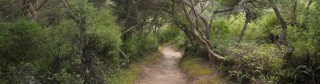 Native bush at Orakei Korako