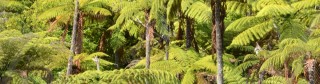 Native punga trees at Orakei Korako