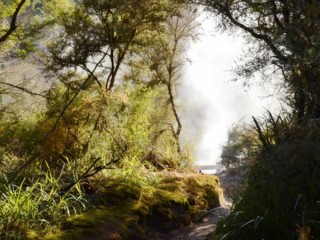 Steam rising through bush