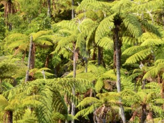 Punga Trees